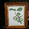 Circa 1820-1830 English watercolor of green plums